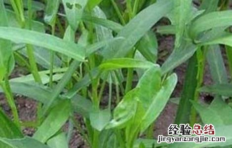 空心菜如何繁殖 空心菜如何育种