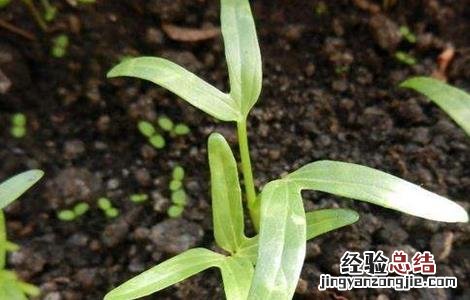 空心菜如何繁殖 空心菜如何育种