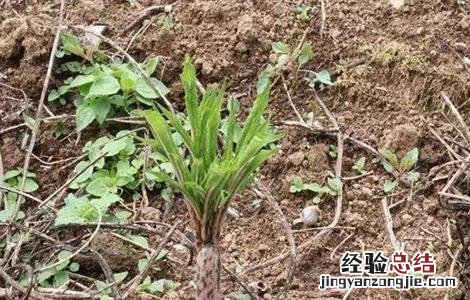魔芋的施肥技术 魔芋的施肥技术视频