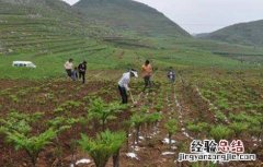 魔芋的施肥技术 魔芋的施肥技术视频