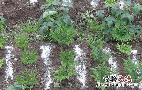 魔芋的施肥技术 魔芋的施肥技术视频
