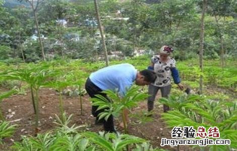 魔芋的施肥技术 魔芋的施肥技术视频