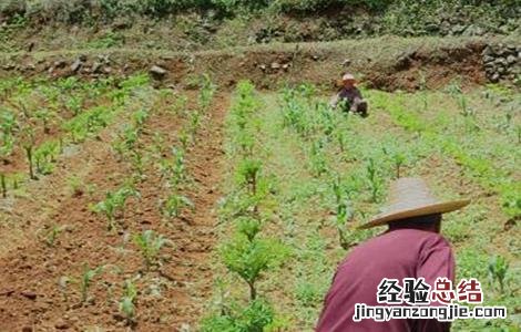 魔芋的施肥技术 魔芋的施肥技术视频