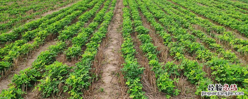 花生黄叶病用什么药治疗 花生黄叶病用什么药