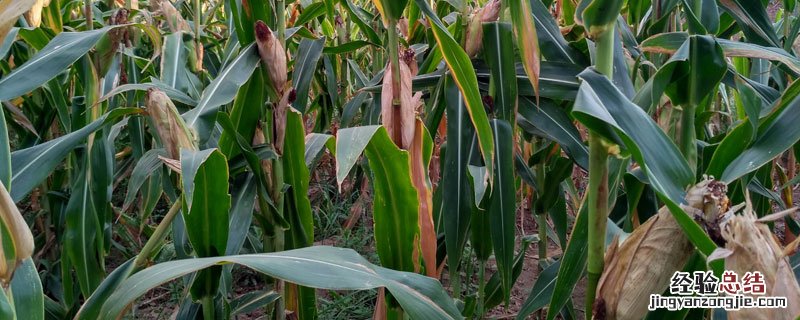 苞米丫子用掰吗 苞米丫子到底用不用掰专家视频