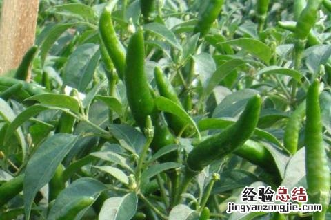 辣椒黄叶落叶打什么药阿泰灵 辣椒黄叶落叶打什么药