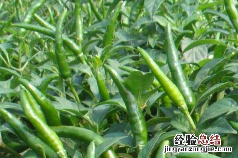 辣椒黄叶落叶打什么药阿泰灵 辣椒黄叶落叶打什么药