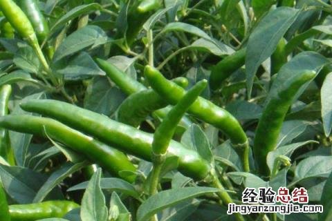 辣椒黄叶落叶打什么药阿泰灵 辣椒黄叶落叶打什么药
