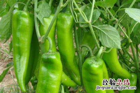 辣椒黄叶落叶打什么药阿泰灵 辣椒黄叶落叶打什么药