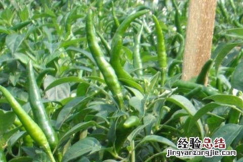 辣椒黄叶落叶打什么药阿泰灵 辣椒黄叶落叶打什么药