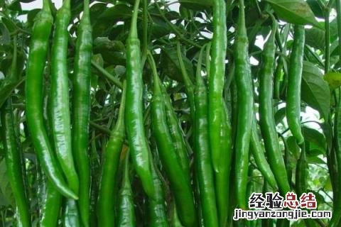 辣椒黄叶落叶打什么药阿泰灵 辣椒黄叶落叶打什么药