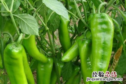 辣椒黄叶落叶打什么药阿泰灵 辣椒黄叶落叶打什么药
