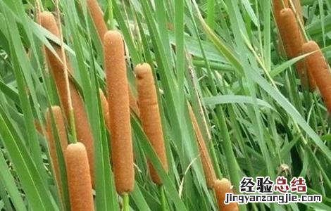 象牙菜的栽培技术 象牙菜的栽培技术与管理