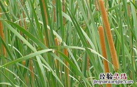 象牙菜的栽培技术 象牙菜的栽培技术与管理