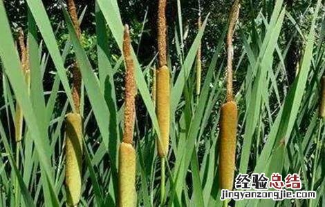 象牙菜的栽培技术 象牙菜的栽培技术与管理