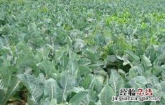 花椰菜施肥方案 花椰菜的施肥技术