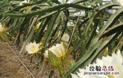 霸王花如何种植方法 霸王花如何种植