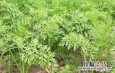 胡萝卜高产管理要点