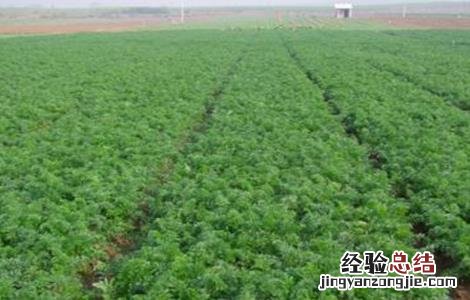 胡萝卜高产管理要点