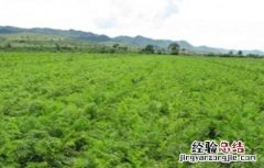 胡萝卜高产管理要点