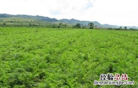 胡萝卜高产管理要点