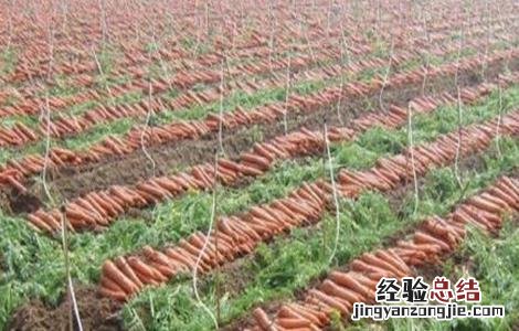 胡萝卜高产管理要点
