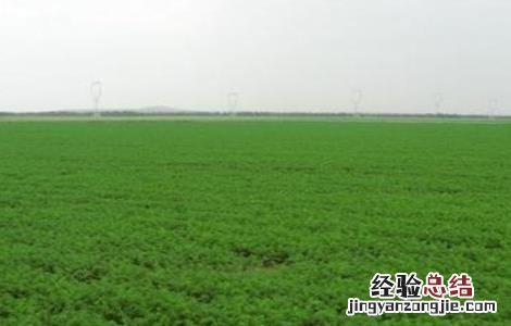 胡萝卜高产管理要点