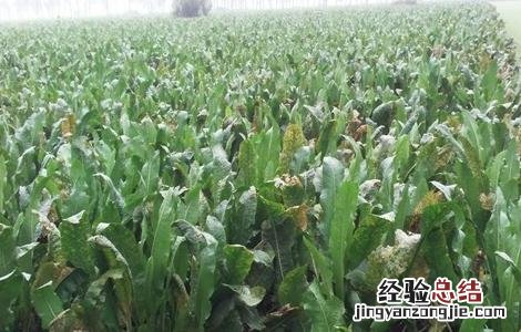 辣根的栽培技术和管理 辣根的栽培技术