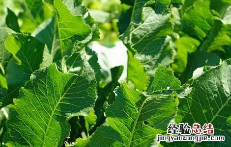 辣根的栽培技术和管理 辣根的栽培技术