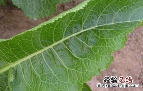 辣根的栽培技术和管理 辣根的栽培技术