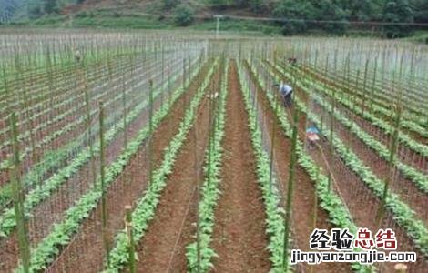 四季豆高产栽培技术 四季豆高产技术要点