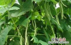 四季豆高产栽培技术 四季豆高产技术要点
