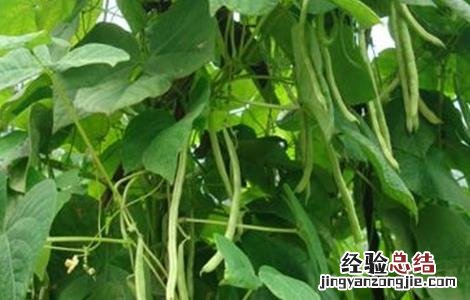 四季豆高产栽培技术 四季豆高产技术要点