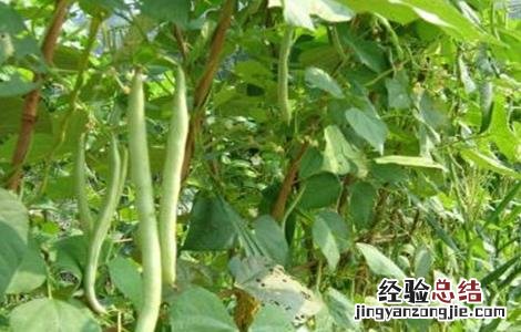四季豆高产栽培技术 四季豆高产技术要点