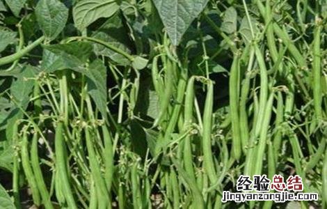 四季豆高产栽培技术 四季豆高产技术要点