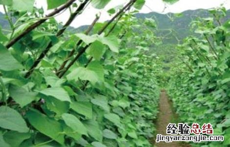 四季豆高产栽培技术 四季豆高产技术要点