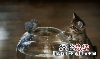 在古文中禽是什么意思 禽在古代指什么