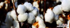 缩节胺下雨多久要重打 缩节胺打后多久下雨没影响