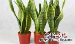 小学生书桌放什么花好 小学生书桌适合摆什么花