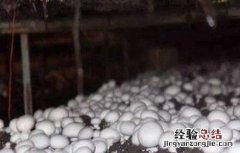 口蘑怎么种植 口蘑怎么种