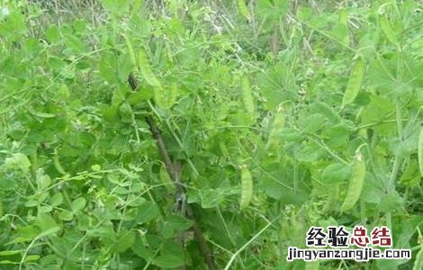 荷兰豆该怎么种植 荷兰豆该怎么种植方法