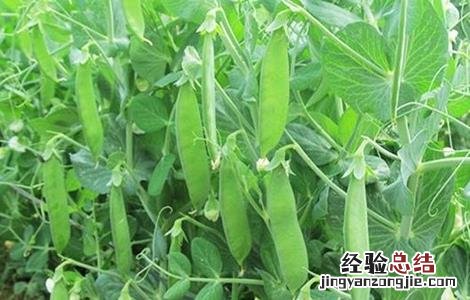荷兰豆该怎么种植 荷兰豆该怎么种植方法