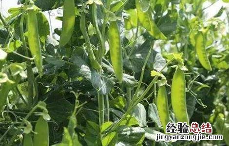 荷兰豆该怎么种植 荷兰豆该怎么种植方法