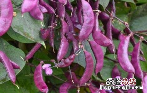 眉豆的种植方法视频 眉豆的种植方法