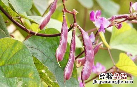 眉豆的种植方法视频 眉豆的种植方法
