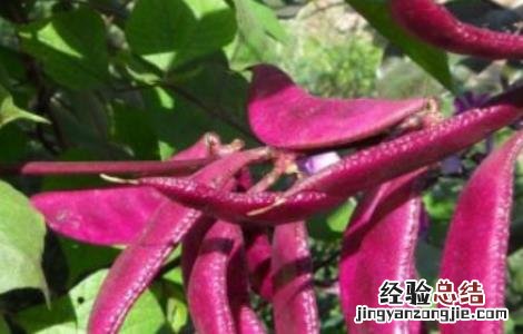 眉豆的种植方法视频 眉豆的种植方法