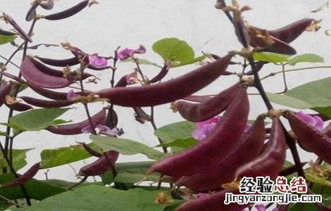 眉豆的种植方法视频 眉豆的种植方法