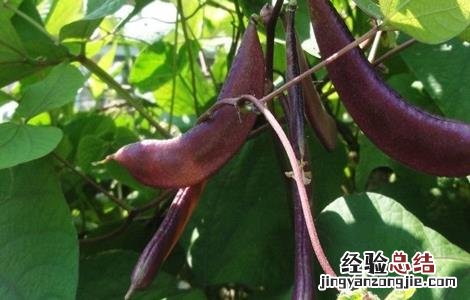 眉豆的种植方法视频 眉豆的种植方法