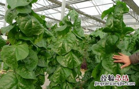 落葵的栽培技术 落葵的栽培技术与管理