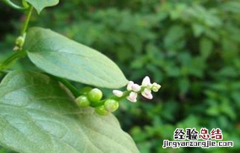 落葵的栽培技术 落葵的栽培技术与管理